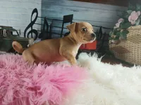 Autumns fawn girl. Hand Delivery , a female Chihuahua for sale in Carthage, TX – 3 of 7