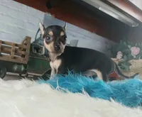Haleys blk and tan boy. Hand Delivery , a male Chihuahua for sale in Carthage, TX – 3 of 10