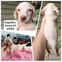 Sugars chocolate nose white girl. Hand delivery , a female Miniature Dachshund for sale in Carthage, TX – 2 of 5