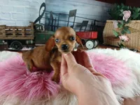 Suzies Teacup red girl.  Hand Delivery , a female Miniature Dachshund for sale in Carthage, TX – 5 of 10