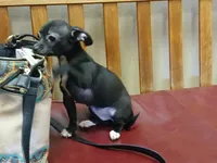 Black chi girl. Hand delivery , a female Chihuahua for sale in Carthage, TX – 2 of 4