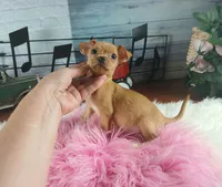 Red fawn girl chi. Hand delivery , a female Chihuahua for sale in Carthage, TX – 3 of 6