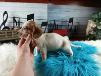 Sugar's white red dapple boy. Hand delivery, a male Miniature Dachshund for sale in Carthage, TX – 4 of 7