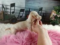 Sugars freckle nose. Hand delivery , a female Miniature Dachshund for sale in Carthage, TX – 5 of 5