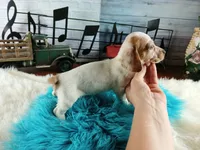Sugar's white red dapple boy. Hand delivery, a male Miniature Dachshund for sale in Carthage, TX – 7 of 7