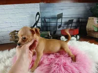 Autumns fawn girl. Hand Delivery , a female Chihuahua for sale in Carthage, TX – 10 of 10