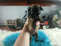 Long hair teacup dark boy. Hand Delivery , a male Chihuahua for sale in Carthage, TX – 3 of 10