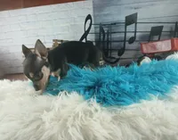 Haleys blk and tan boy. Hand Delivery , a male Chihuahua for sale in Carthage, TX – 5 of 10