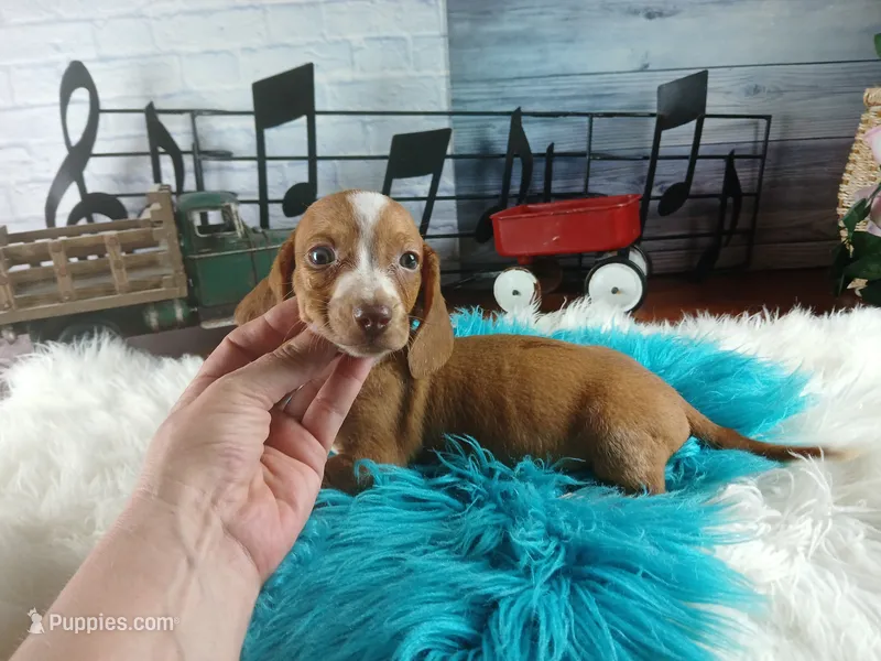 Sugars Red white boy. Hand delivery  – Miniature Dachshund puppy for sale in Carthage, TX