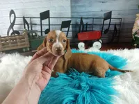Sugars Red white boy. Hand delivery , a male Miniature Dachshund for sale in Carthage, TX – 6 of 6