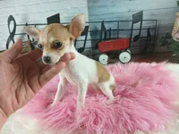 Micro teacup white fawn girl. Hand Delivery , a female Chihuahua for sale in Carthage, TX – 5 of 10
