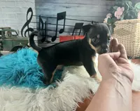Autumns blk and tan boy. Hand Delivery , a male Chihuahua for sale in Carthage, TX – 2 of 10