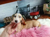 Sugar Pies cream girl. Hand Delivery , a female Miniature Dachshund for sale in Carthage, TX – 3 of 9