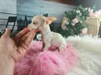 Micro teacup girl white. Hand Delivery , a female Chihuahua for sale in Carthage, TX – 8 of 9