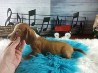 Sugars Red white boy. Hand delivery , a male Miniature Dachshund for sale in Carthage, TX – 5 of 6