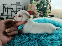 Nationwide Delivery-Cece's white boy, a male Chihuahua for sale in Carthage, TX – Photo 6 of 7