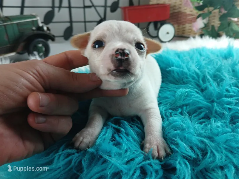 Nationwide Delivery-Cece's white boy, a male Chihuahua for sale in Carthage, TX – Photo 1 of 7