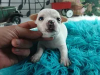 Nationwide Delivery-Cece's white boy, a male Chihuahua for sale in Carthage, TX – Photo 1 of 7