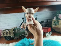 Vanillas cream teacup boy. Hand Delivery , a male Chihuahua for sale in Carthage, TX – 1 of 10