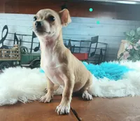 Popcorns blue dot boy. Hand delivery, a male Chihuahua for sale in Carthage, TX – 4 of 5