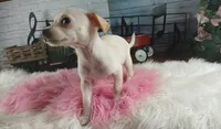 White Chi girl 2. Hand delivery, a female Chihuahua for sale in Carthage, TX – 2 of 7