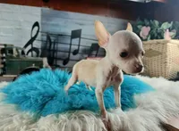 Vanillas cream teacup boy. Hand Delivery , a male Chihuahua for sale in Carthage, TX – 3 of 10