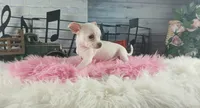 White teacup girl. Hand delivery , a female Chihuahua for sale in Carthage, TX – 3 of 8