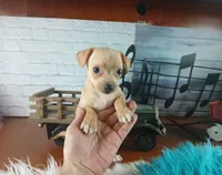 Autumns fawn boy. Hand Delivery , a male Chihuahua for sale in Carthage, TX – 1 of 9