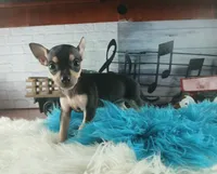 Haleys blk and tan boy. Hand Delivery , a male Chihuahua for sale in Carthage, TX – 9 of 10