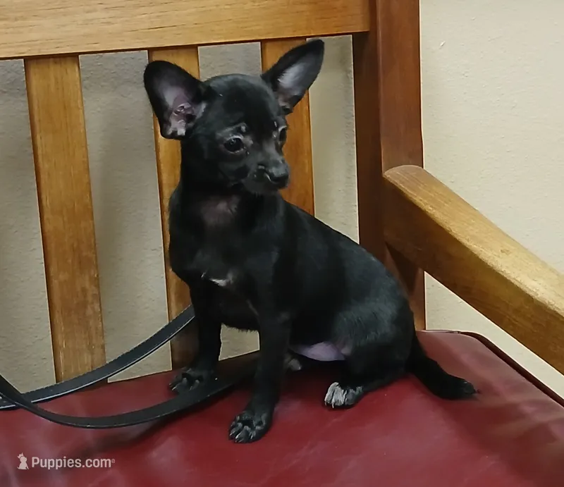 Black chi girl. Hand delivery  – Chihuahua puppy for sale in Carthage, TX