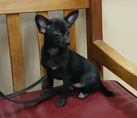 Black chi girl. Hand delivery , a female Chihuahua for sale in Carthage, TX – 1 of 4