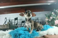 Brown and tan Chi boy. Hand delivery, a male Chihuahua for sale in Carthage, TX – 4 of 7
