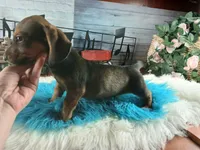 Gloria's darker boy. Hand delivery , a male Miniature Dachshund for sale in Carthage, TX – 2 of 5