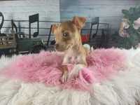 Teacup fawn girl white 2, a female Chihuahua for sale in Carthage, TX – 8 of 10