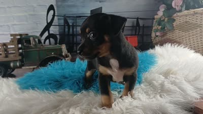 Autumns blk and tan boy. Hand Delivery , a male Chihuahua for sale in Carthage, TX – 10 of 10
