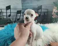 White teacup boy spot. Hand delivery, a male Chihuahua for sale in Carthage, TX – 1 of 6
