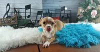 Hand delivery. Popcorn white dot chihuahua, a male Chihuahua for sale in Carthage, TX – 5 of 7