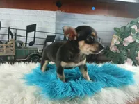 Blk tan tri boy B Hand Delivery , a male Chihuahua for sale in Carthage, TX – 4 of 7