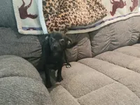 Black chi girl. Hand delivery , a female Chihuahua for sale in Carthage, TX – 3 of 4