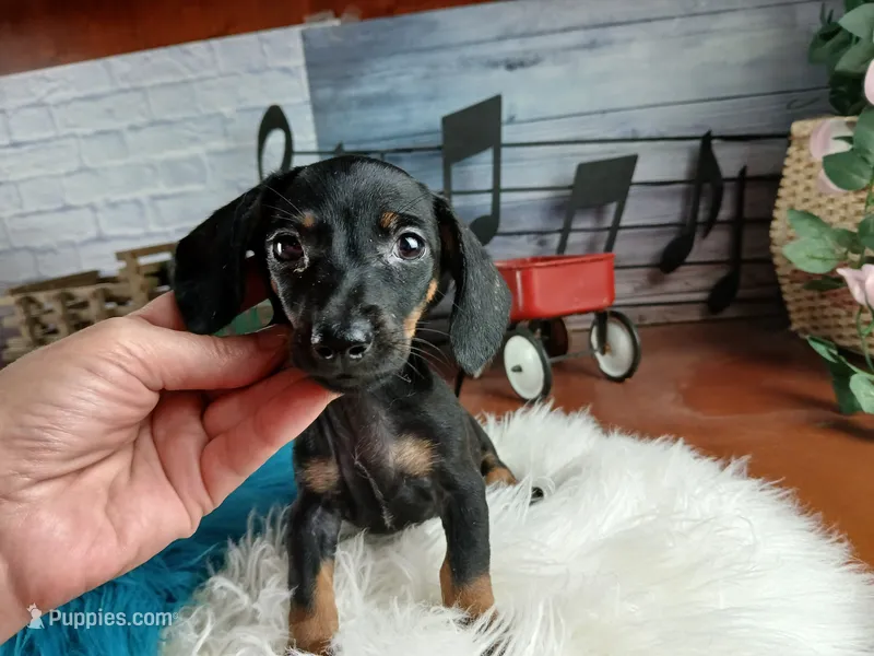 Suzies black n tan boy. Hand Delivery  – Miniature Dachshund puppy for sale in Carthage, TX