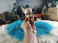 Vanillas cream teacup boy. Hand Delivery , a male Chihuahua for sale in Carthage, TX – 9 of 10