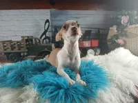 Teacup fawn white boy. Hand Delivery , a male Chihuahua for sale in Carthage, TX – 7 of 8