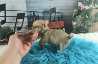 Nationwide Delivery fawn teacup, a male Chihuahua for sale in Carthage, TX – Photo 6 of 6