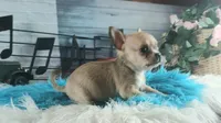 Nationwide Delivery fawn teacup, a male Chihuahua for sale in Carthage, TX – Photo 2 of 6