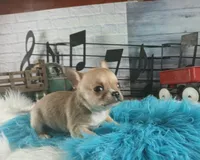 Nationwide Delivery fawn teacup, a male Chihuahua for sale in Carthage, TX – Photo 4 of 6