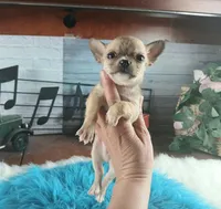 Nationwide Delivery fawn teacup, a male Chihuahua for sale in Carthage, TX – Photo 5 of 6