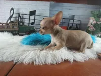 Blue fawn teacup applehead. Hand delivery , a male Chihuahua for sale in Carthage, TX – 8 of 8