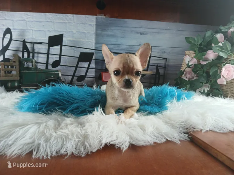 Blue fawn teacup applehead. Hand delivery  – Chihuahua puppy for sale in Carthage, TX