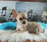 Blue fawn teacup applehead. Hand delivery , a male Chihuahua for sale in Carthage, TX – 3 of 8