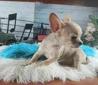 Blue fawn teacup applehead. Hand delivery , a male Chihuahua for sale in Carthage, TX – 2 of 8